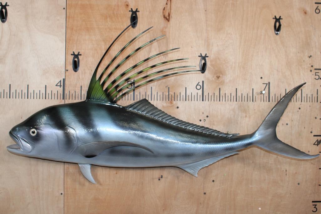 Big Reproduction ROOSTERFISH Mount: Very Nice and Big Reproduction ROOSTERFISH Mount. It measures 50" Long x 28" Wide x 10" Depth. It is in Good Condition. TAXIDERMY FISH 
