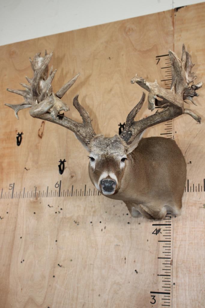 XXL Non-Typical 42-Point WHITETAIL DEER "Sneak Pose" Shoulder Mount (1 of 10)