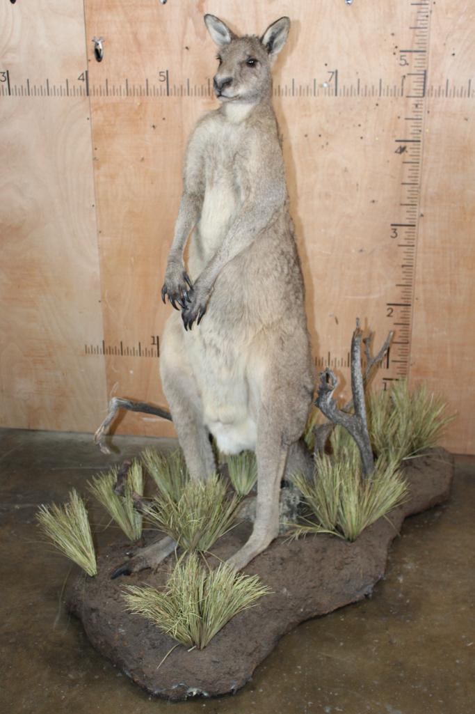 Life-sized KANGAROO on a Decorative Base with Wheels (1 of 10)