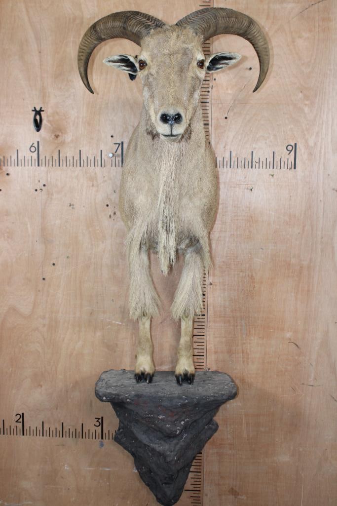 Half-body AOUDAD on a Wall Hanging Base (1 of 6)