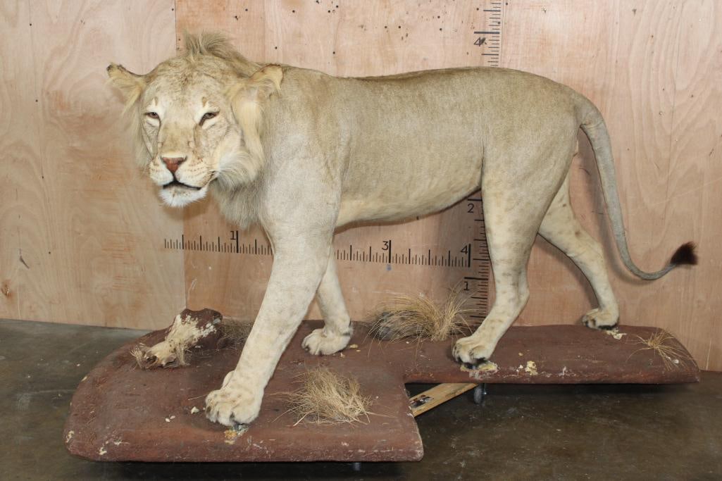 *TEXAS RESIDENTS ONLY* Life-sized AFRICAN LION on a Natural Base with Wheels (1 of 10)
