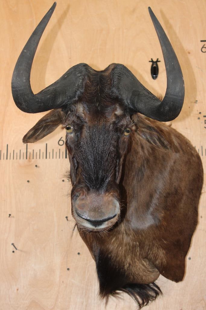 Big BLACK WILDEBEEST Shoulder Mount (1 of 6)