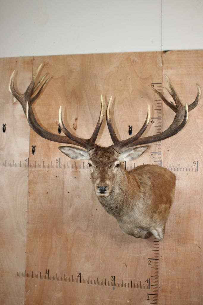 XXL 15-Point RED STAG Wall Pedestal with Removable Antlers: Nice, Clean, and Newer 15-Point XXL RED STAG Wall Pedestal with Removable Antlers. It has a 52" Spread and is in Good Condition. TAXIDERMY 