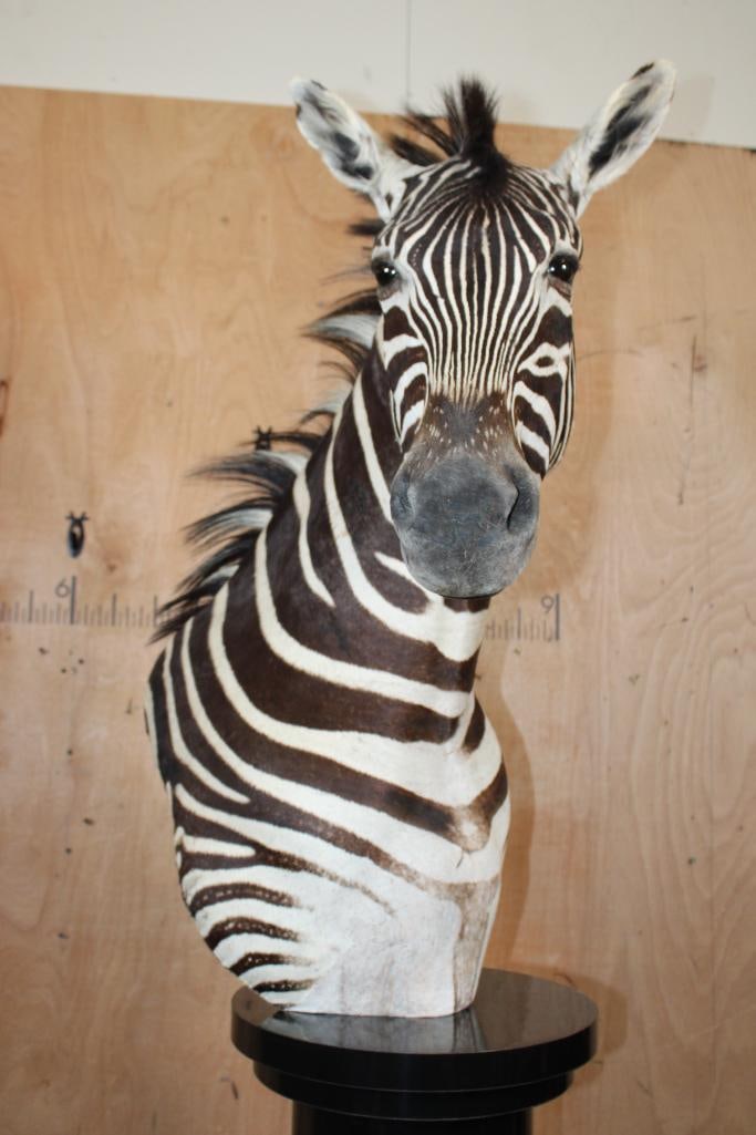 ZEBRA Pedestal Mount - 10