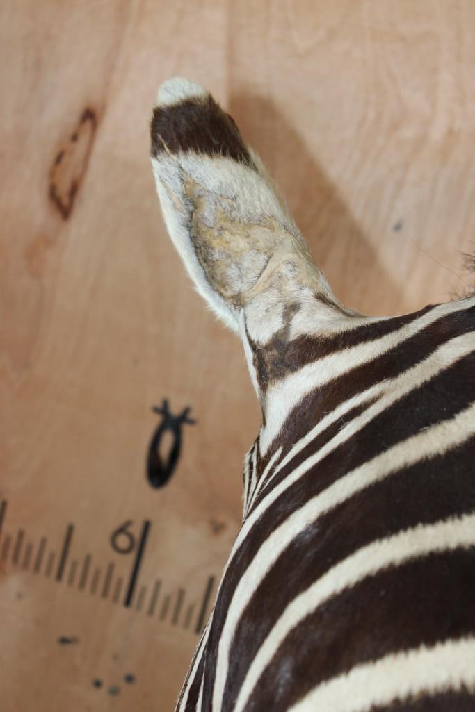 ZEBRA Pedestal Mount - 5