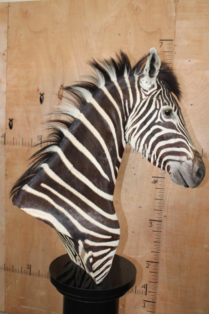 ZEBRA Pedestal Mount - 8