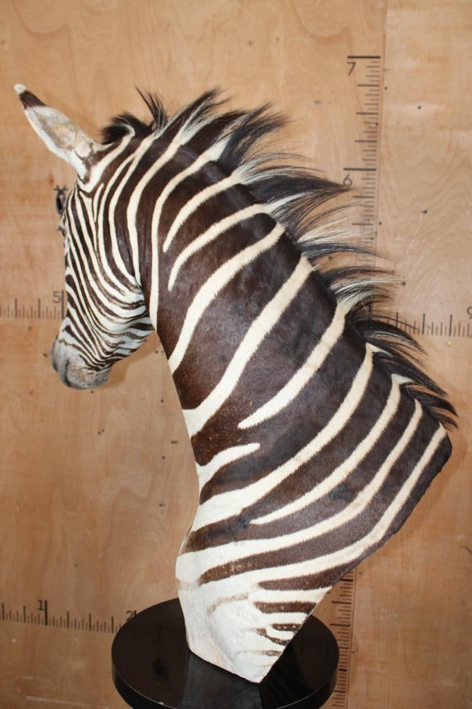 ZEBRA Pedestal Mount - 9