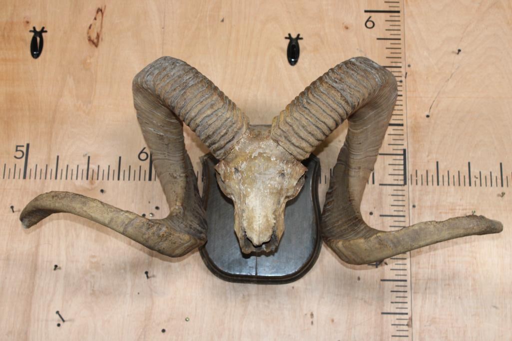 *TEXAS RESIDENTS ONLY* XXL ARGALI Skull mounted on a Wood Plaque: *TEXAS RESIDENTS ONLY*! XXL ARGALI Skull mounted on a very old Wood Plaque, this is possibly an antique mount. The Horns measure 59.75" Long and 15 1/8" around the Horn Base and 57.5" Long
