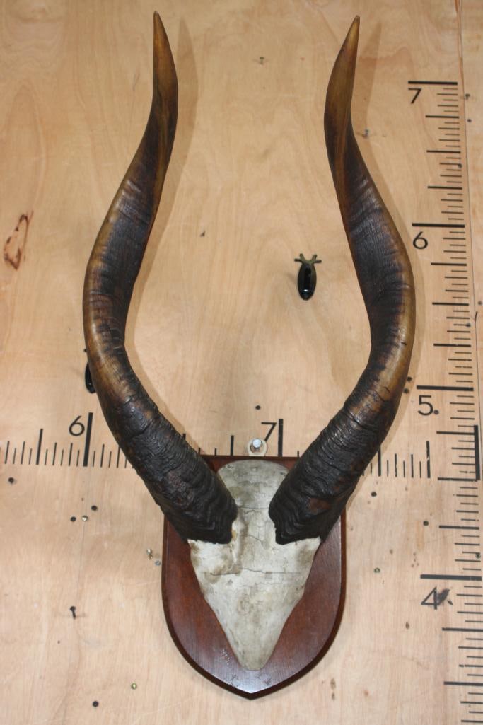 Massive Set of MOUNTAIN NYALA Horns on a Skull Cap and Wood Plaque: Massive Set of Very Old MOUNTAIN NYALA Horns on a Skull Cap. The Horns measure 35.25" Long and 10 7/8" around the Horn Base, and 35.75" Long and 10.5" around the Horn Base. They are mounted on a Wood 