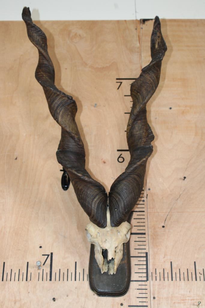 *TEXAS RESIDENTS ONLY* SULEMAN MARKHOR Partial Skull on a Wood Plaque (1 of 8)