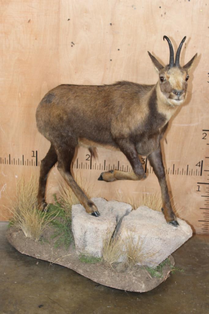 Life-sized ALPINE CHAMOIS on a Decorative Base with Wheels: Very Nice, Clean, and Newer Life-sized ALPINE CHAMOIS. The Horns measure 7.75" and 7 5/8" Long. It is mounted on a Decorative Rock Base with Wheels. The Total Mount measures 42" Long x 21" Wide x 46.5