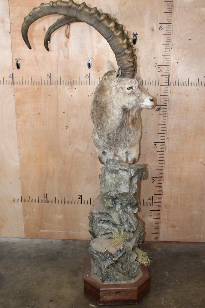 Big SIBERIAN IBEX or ASIAN IBEX on a Decorative Pedestal Mount (1 of 7)