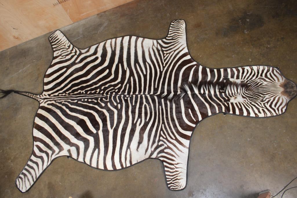 ZEBRA Hide Rug with Carpet Backing and Leather Piping: Very Nice ZEBRA Hide Rug. It has vibrant stripes, Carpet Backing, Leather Piping, and Hanging Loops for display. This is a Nice rug in Good Condition. It measures 11' Long x 6' 11" Wide. TAXIDERMY RUG