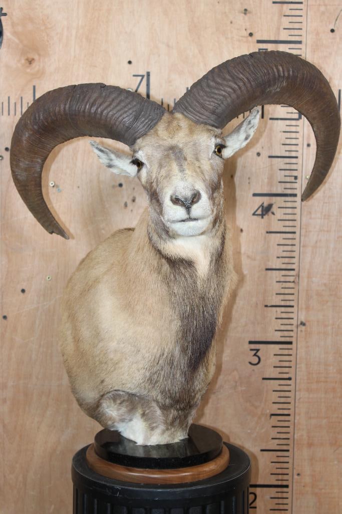 RED SHEEP Ram Table Pedestal Mount: Very Nice, Clean, and Newer RED SHEEP Ram Table Pedestal Mount. The Horns measure 25" and 24" Long. It is mounted on a Marble and Walnut Pedestal and is in Very Good Condition. TAXIDERMY 
