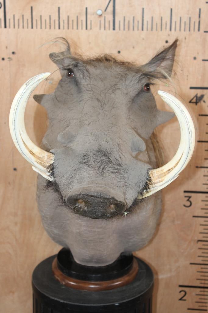 XXL WARTHOG Table Pedestal Mount (1 of 7)
