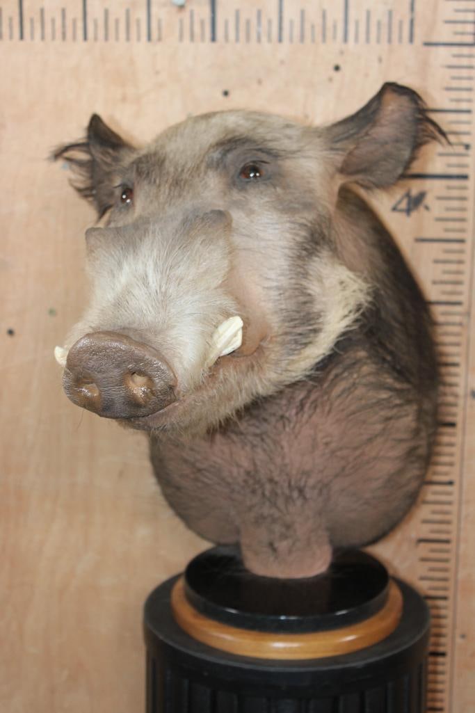 BUSHPIG Table Pedestal Mount: Very Nice, Clean, and Newer BUSHPIG Table Pedestal Mount. It measures 30" Long x 16" Wide x 23" Tall. This is High Quality work in Very Good Condition. TAXIDERMY 