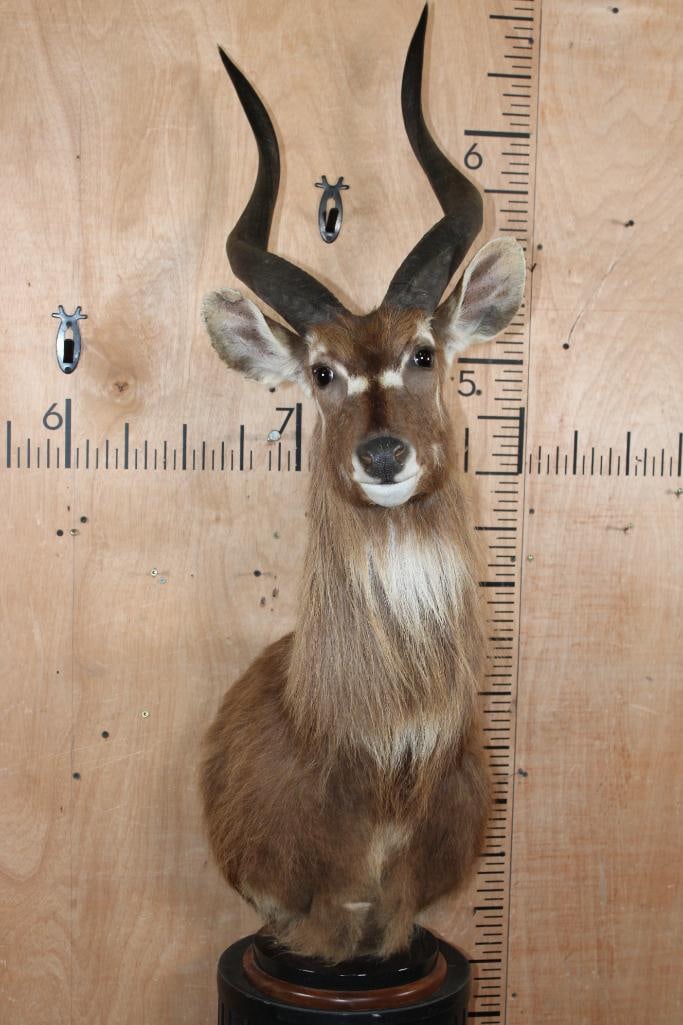 FOREST SITATUNGA Table Pedestal Mount: Nice, Clean, and Newer FOREST SITATUNGA Table Pedestal Mount. The Horns measure 24 3/8" and 24 1/8" Long. The Total Mount measures 26" Long x 15" Wide x 48" Tall and it is in Good Condition. TAXIDERMY