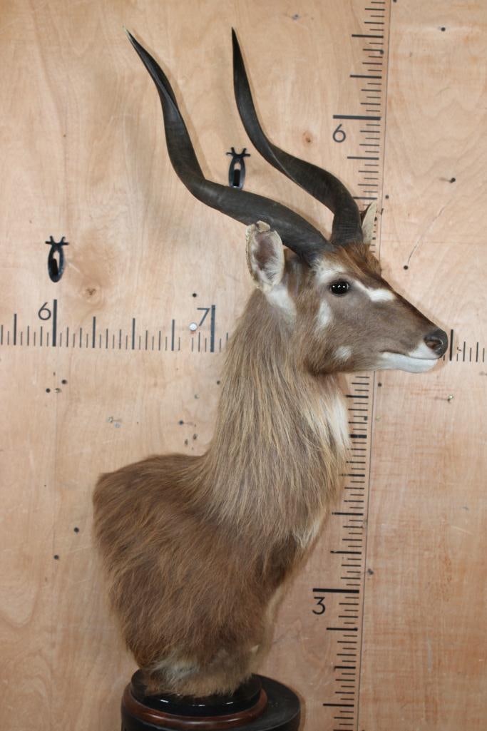FOREST SITATUNGA Table Pedestal Mount - 2