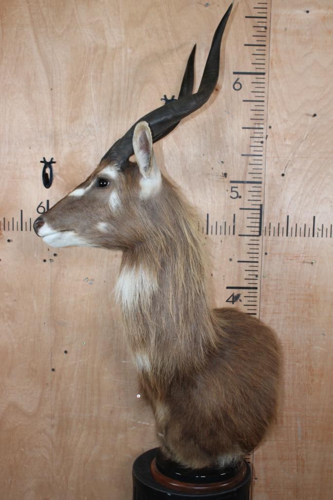 FOREST SITATUNGA Table Pedestal Mount - 3