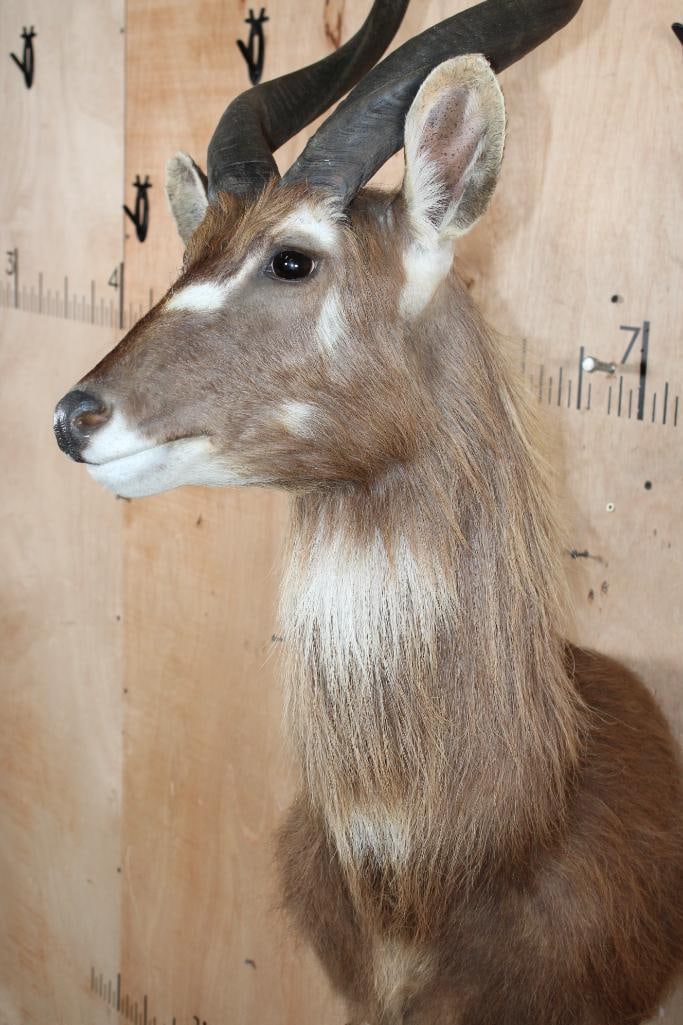 FOREST SITATUNGA Table Pedestal Mount - 5