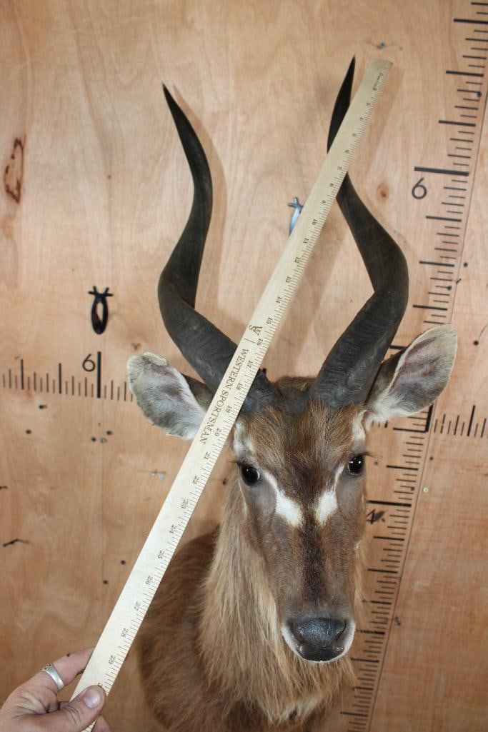 FOREST SITATUNGA Table Pedestal Mount - 6