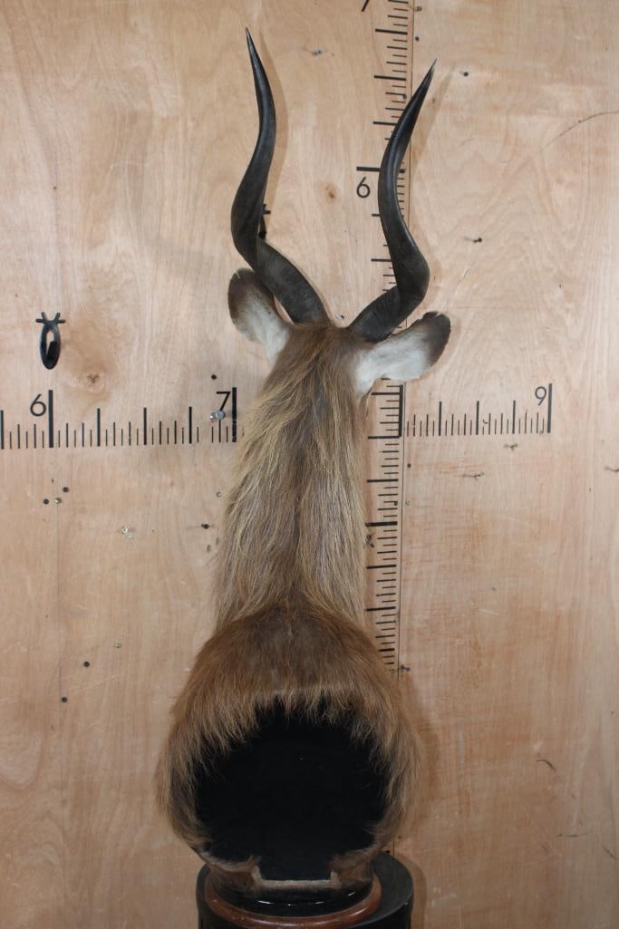 FOREST SITATUNGA Table Pedestal Mount - 7