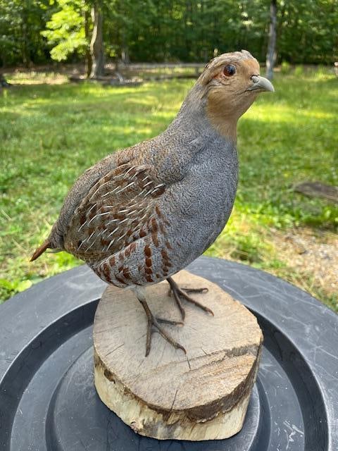 HUNGARIAN PARTRIDGE Bird Mounted on a Log Slice Base: Beautiful, Nice and Clean Life-sized HUNGARIAN PARTRIDGE. It is mounted on a Log Slice Base. The Total Mount measures 12" Tall x 11.5" Long. It is in Good Condition. TAXIDERMY BIRDS 