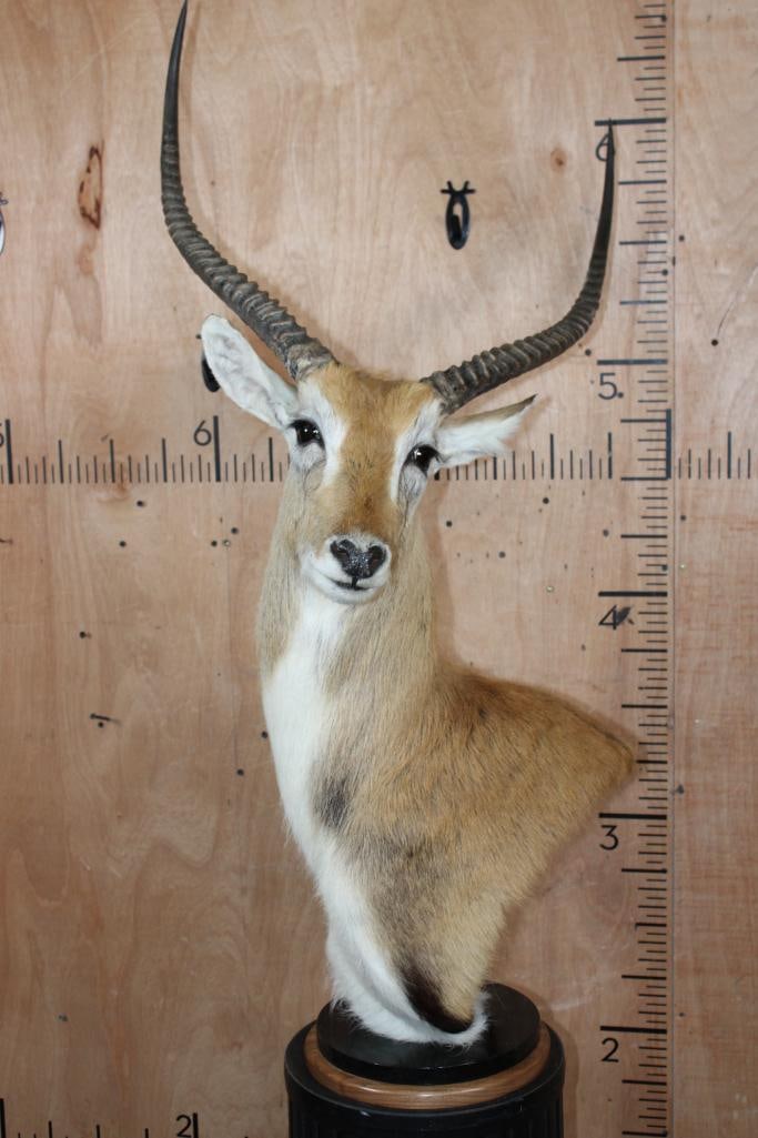 KAFUE LECHWE Table Pedestal Mount: Very Nice, Clean, and Newer KAFUE LECHWE Table Pedestal Mount. The Horns measure 23.75" and 24" Long. It is mounted on a Walnut and Marble Pedestal and is in Very Good Condition. TAXIDERMY 