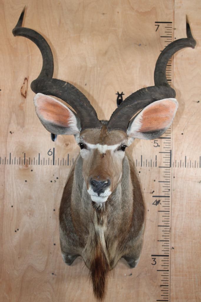 KUDU Shoulder Mount (1 of 7)
