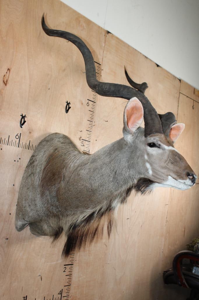 KUDU Shoulder Mount - 2