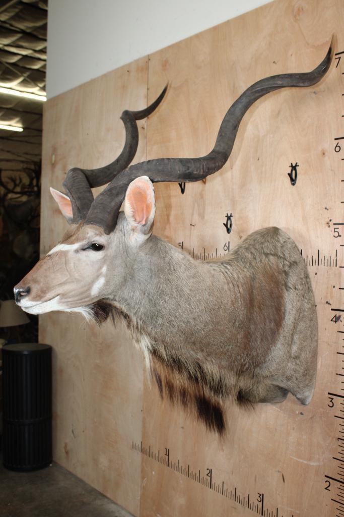 KUDU Shoulder Mount - 3