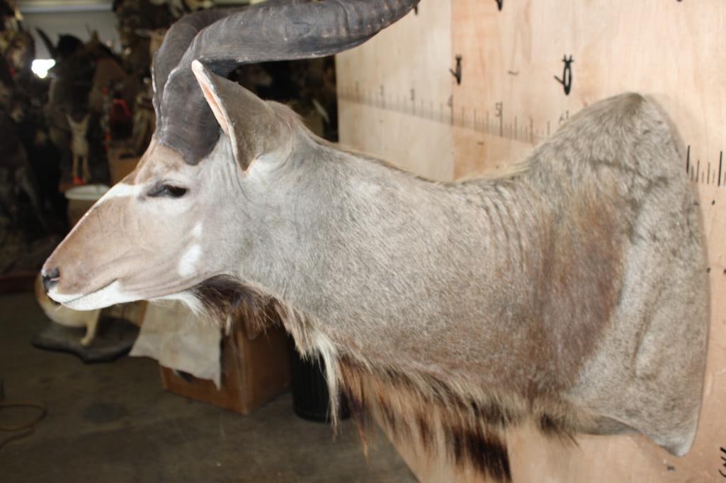 KUDU Shoulder Mount - 4