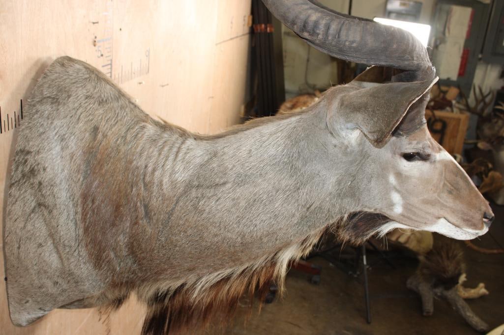 KUDU Shoulder Mount - 5
