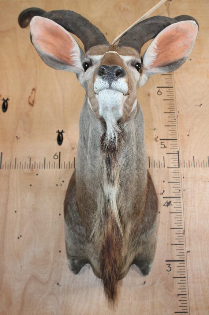 KUDU Shoulder Mount - 7