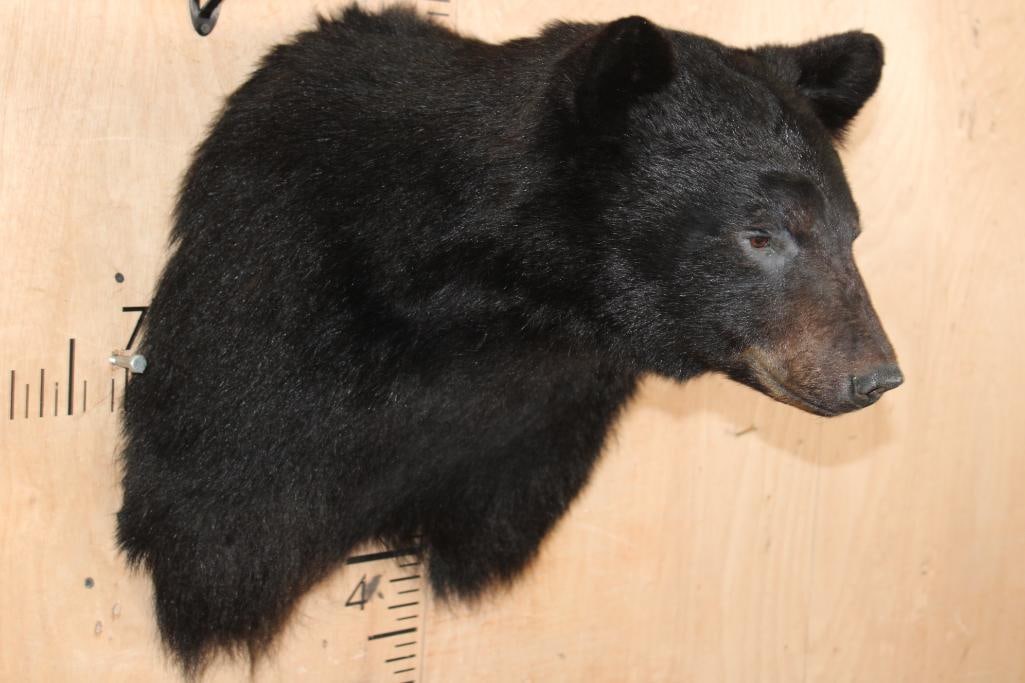 BLACK BEAR Shoulder Mount - 2