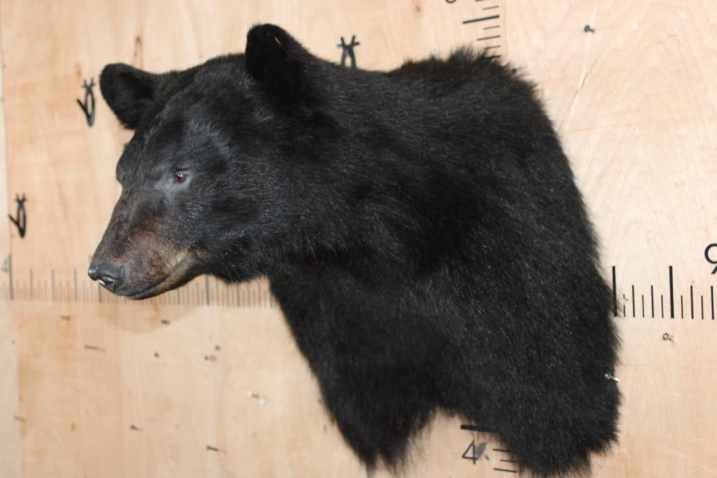 BLACK BEAR Shoulder Mount - 3