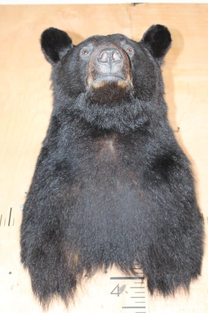 BLACK BEAR Shoulder Mount - 4
