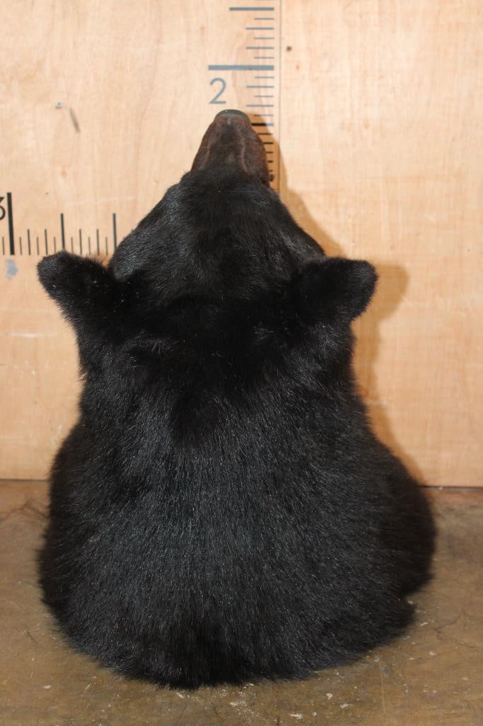 BLACK BEAR Shoulder Mount - 5