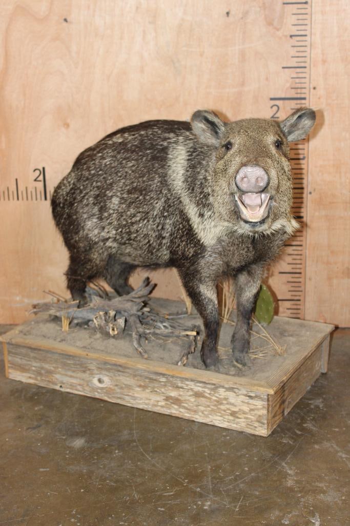 Life-sized JAVELINA on a Rustic Wood Base: Very Nice and Clean Life-sized JAVELINA. It is mounted on a Rustic Wood Base, The Total Mount measures 29" Long x 20" Wide x 25" Tall and is in Very Good Condition. TAXIDERMY 