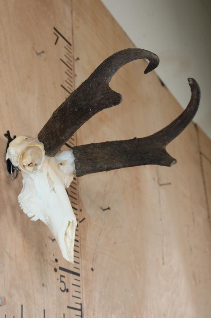 PRONGHORN Skull - 2