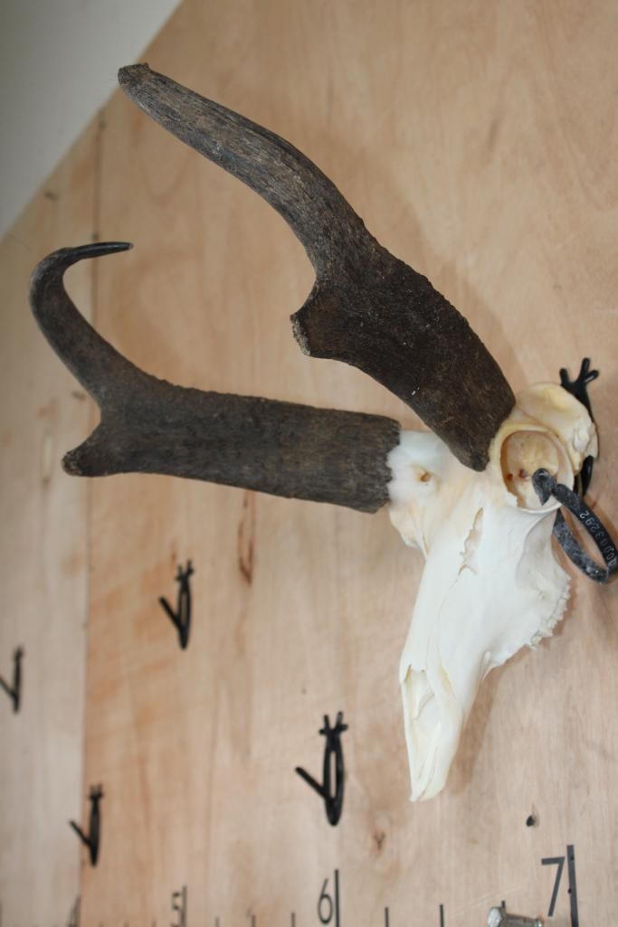 PRONGHORN Skull - 3