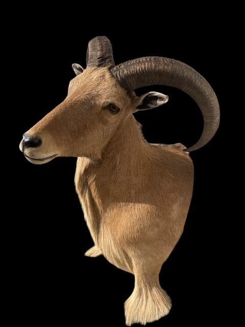 AOUDAD Shoulder Mount - 3