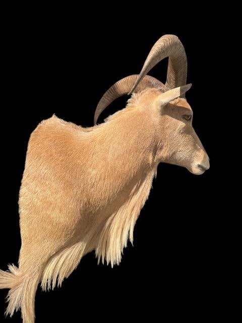 AOUDAD Shoulder Mount - 4