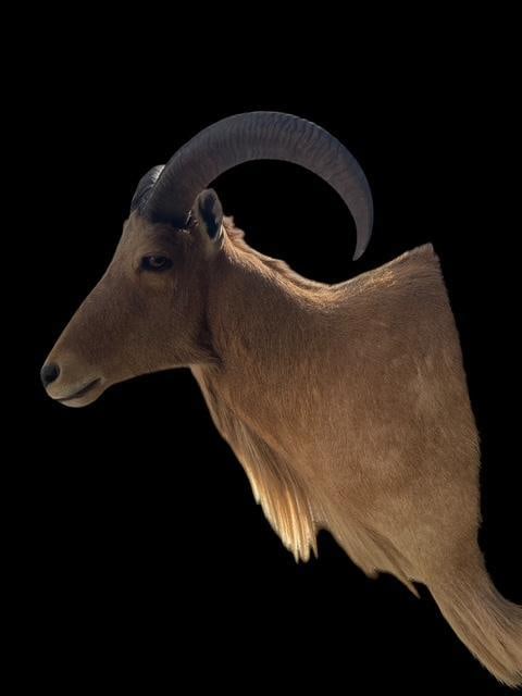 AOUDAD Shoulder Mount - 5