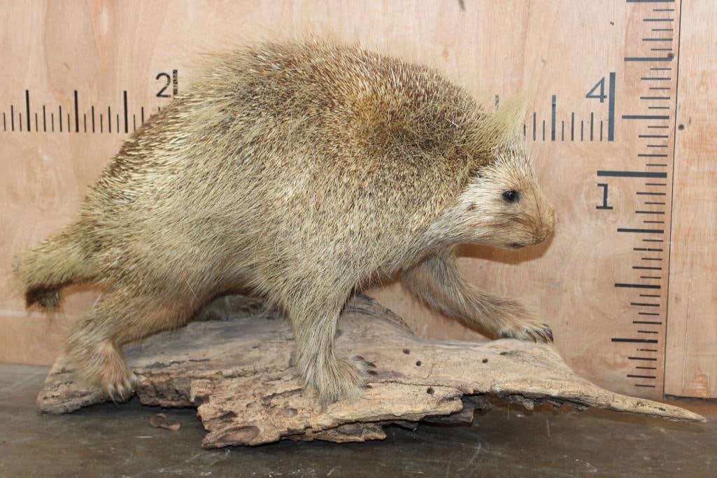 Life-sized North American PORCUPINE on a Driftwood Base (1 of 6)