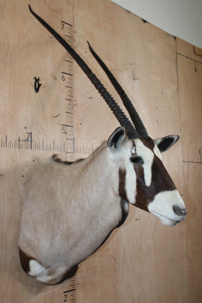 GEMSBOK Shoulder Mount - 2