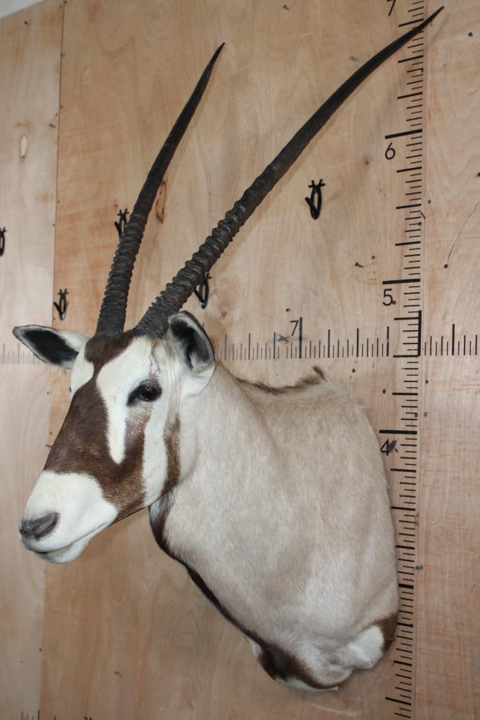 GEMSBOK Shoulder Mount - 3