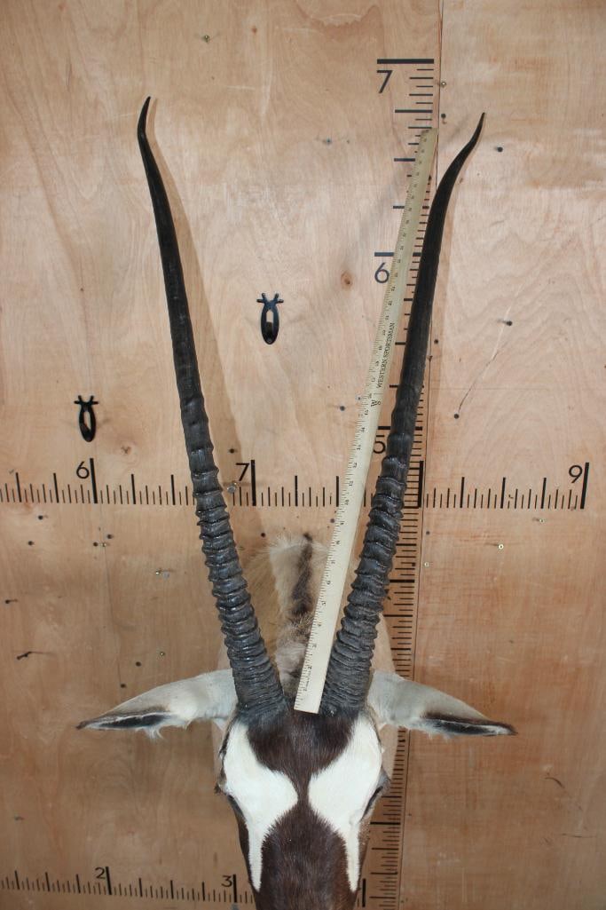 GEMSBOK Shoulder Mount - 4