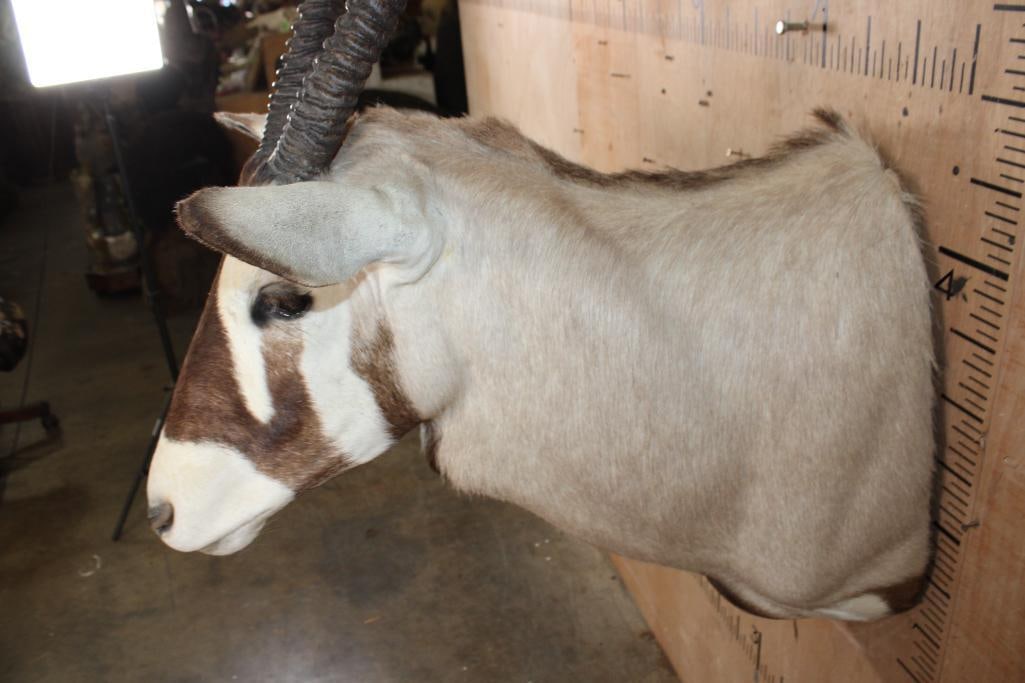 GEMSBOK Shoulder Mount - 5