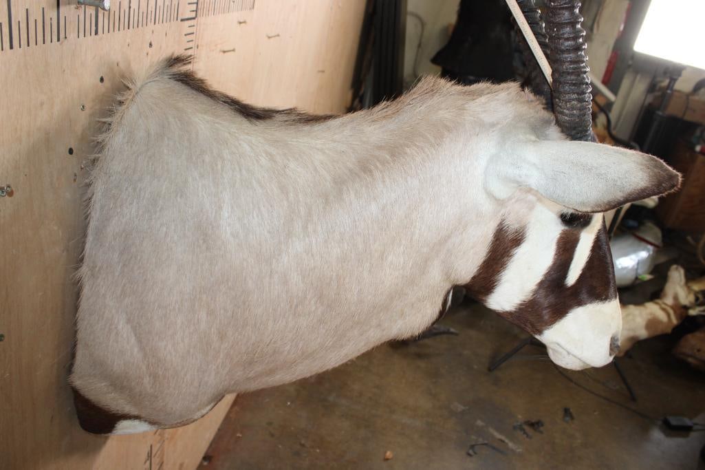 GEMSBOK Shoulder Mount - 6